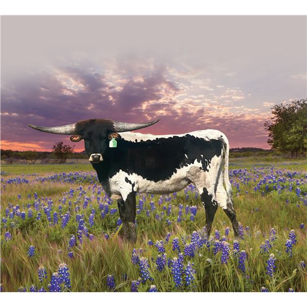 GLR 20 Cactus Mermaids