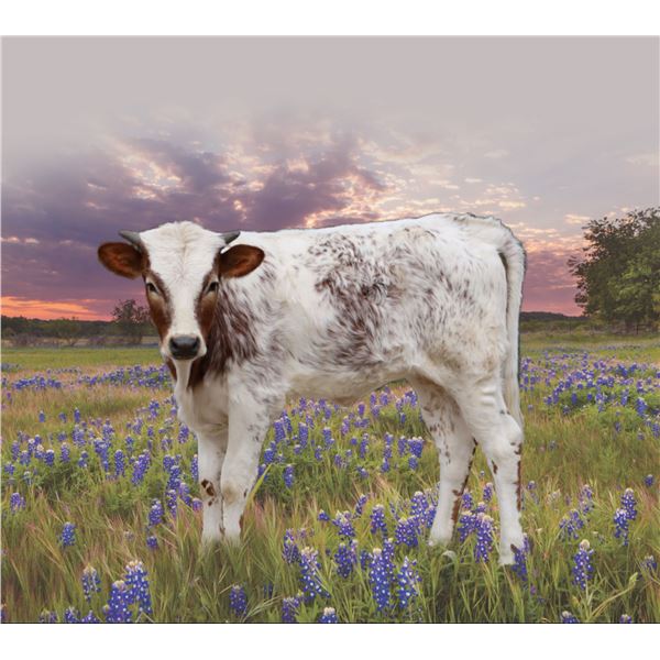 KSHR LIBERTY OF 20 GAUGE