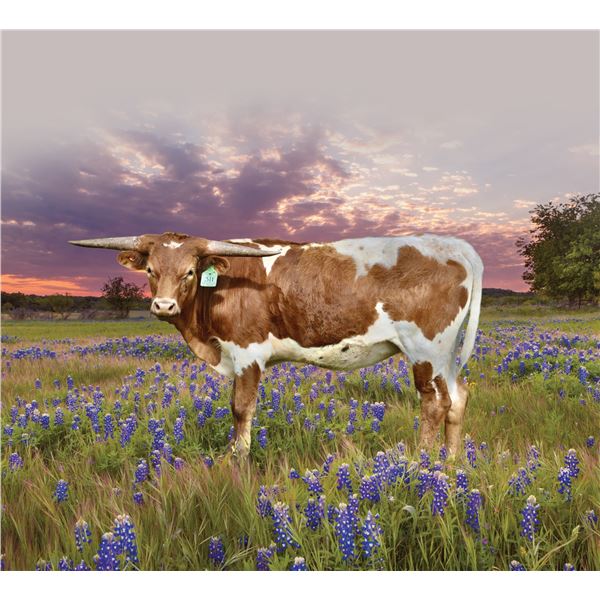 GLR Sittin On A Cracker