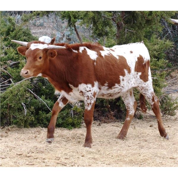 RDM Pedernales Dancer