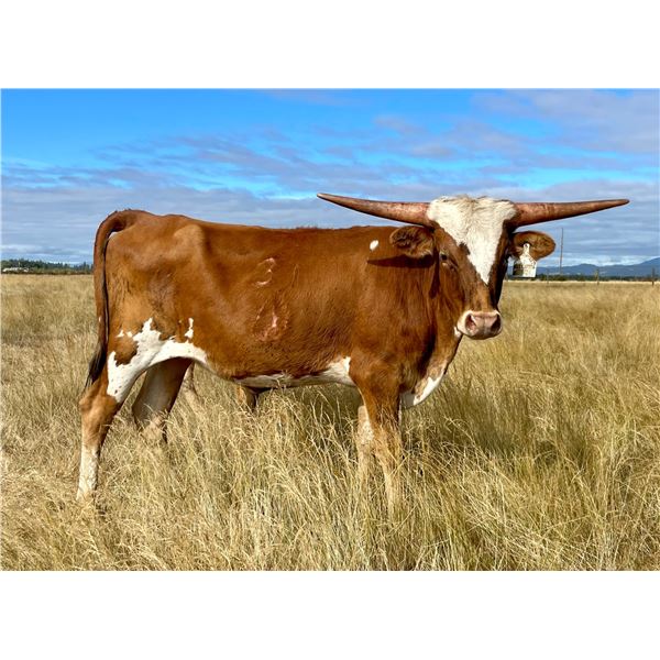 SUB: A&S Warlock’s Water Lily