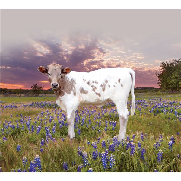 SH Cindy Moonshine 34/24