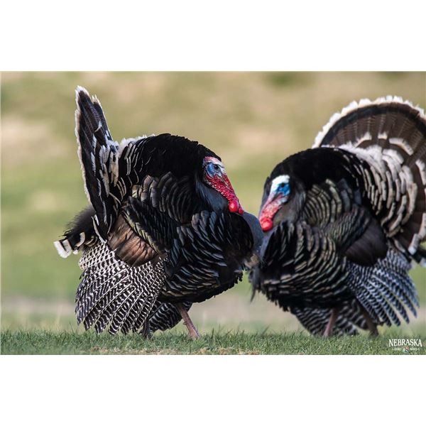 Nebraska Combination License – Deer, Antelpope and 2 Turkeys – NE G&P Commission