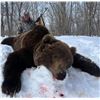 Image 1 : Russian Kamchatka Brown Bear - Spring or Fall 2025/2026    Link’s Wild Safaris Global