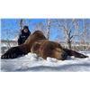 Image 2 : Russian Kamchatka Brown Bear - Spring or Fall 2025/2026    Link’s Wild Safaris Global