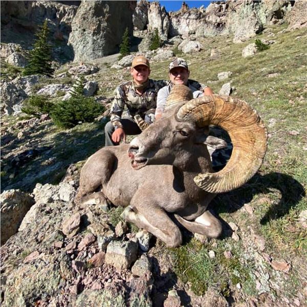 WYOMING ROCKY MOUNTAIN BIGHORN SHEEP LICENSE – WY GFD