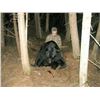 Image 6 : Guided Black Bear Hunt in MN - Minnesota Big Bear Specialist