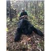 Image 9 : Guided Black Bear Hunt in MN - Minnesota Big Bear Specialist