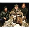 Image 6 : Trophy Mouflon Sheep or Fallow Deer or Roe Deer in Spain