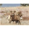 Image 3 : South Dakota Bighorn Auction License - South Dakota Game Fish & Parks