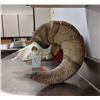 Image 1 : Boone and Crockett Bighorn Sheep Skull - SD Game, Fish and Parks