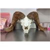 Image 2 : Boone and Crockett Bighorn Sheep Skull - SD Game, Fish and Parks
