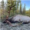 Image 3 : Trophy Alberta Elk Rut Hunt - Sherwood Outfitters