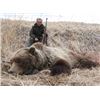 Image 1 : 9-Day Alaska Brown/Grizzly Bear, Black Bear, and Wolf Combo Hunt for One Hunter