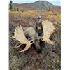 Image 6 : North America’s Finest Alaskan Moose Hunting – High Country Alaska – Jeff