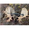 Image 7 : North America’s Finest Alaskan Moose Hunting – High Country Alaska – Jeff