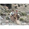 Image 1 : Native Trophy Barbary Sheep in Morocco – Link’s Wild Safaris Global
