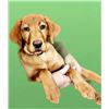 Image 1 : Yellow Labrador Retriever Puppy – Piddle Creek Kennels & Yellow River Game Farm