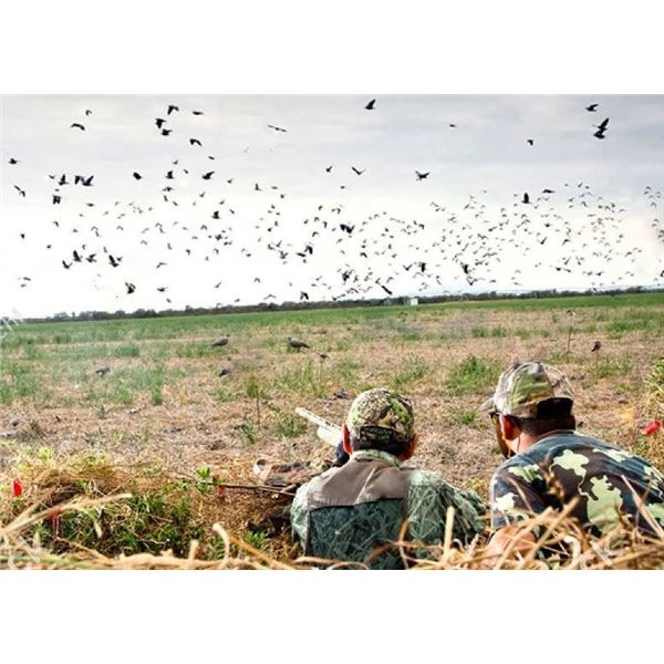 Dove Hunt for 4 hunters in Argentina - Norte Hunters
