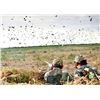 Image 1 : Dove Hunt for 4 hunters in Argentina - Norte Hunters