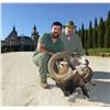 Image 2 : Mouflon Sheep Hunt in Spain -  Giuseppe & Curro Carrizosa