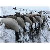 Image 3 : North Dakota Waterfowl Hunt – Coldwater Outfitters