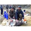 Image 4 : Idaho Bighorn Sheep Capture - 2 Day Event for 2 People