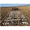 Image 3 : South Dakota Snow Goose Hunt – 1Day for 3 Hunters - South Dakota Snows