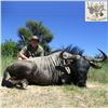 Image 1 : South Africa Blue Wildebeest and Impala Hunt for Two