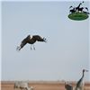 Image 4 : Three Day Texas Sandhill Crane Hunt for Two