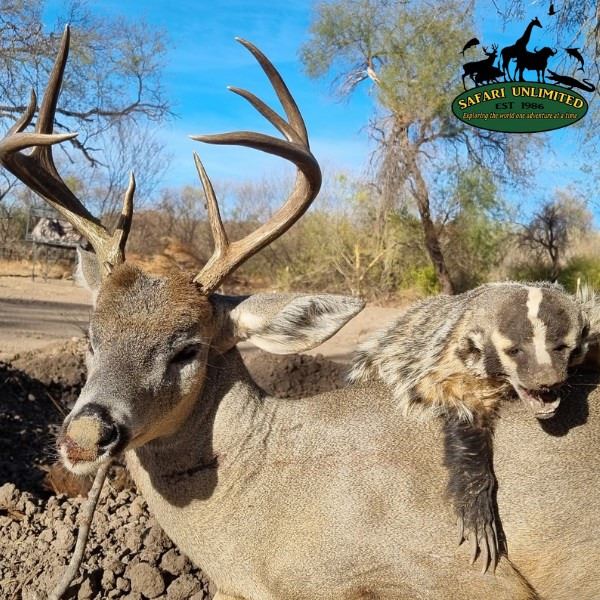 Sonora Coues Deer Hunt for Two