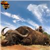 Image 3 : South Africa Seven-Day Cape Buffalo Safari