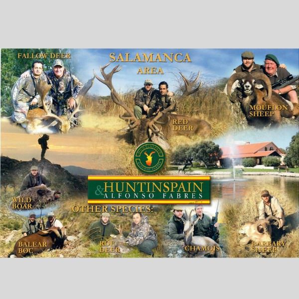 Trophy Fallow Buck Hunt in Spain