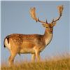 Image 2 : Trophy Fallow Buck Hunt in Spain