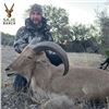 Image 2 : Texas Ranch Hunt for Exotics or Whitetail Deer