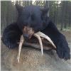 Image 3 : Six Day Black Bear Hunt in Saskatchewan