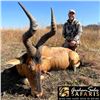 Image 2 : Seven Day South Africa Safari for Two Including Red Hartebeest or Zebra for Each