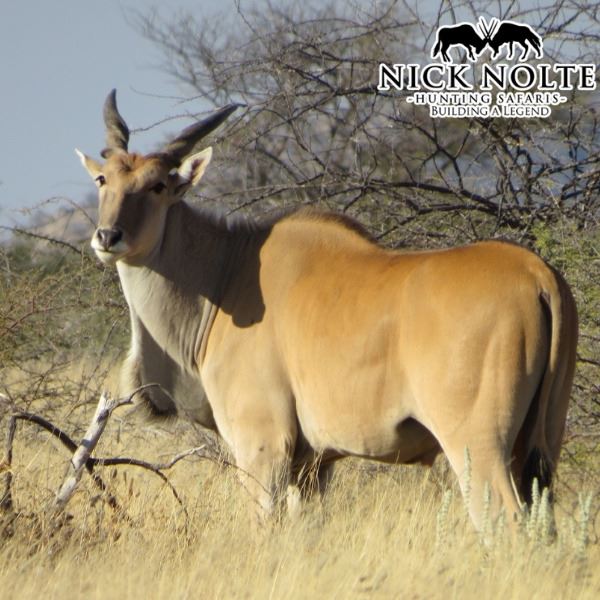 Seven Day Namibia Plains Game Safari for Two