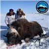 Image 1 : Five Day Muskox Hunt in the Northwest Territories
