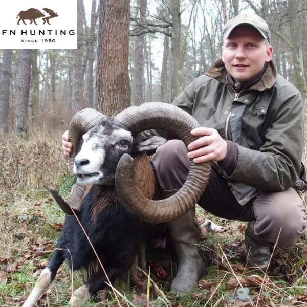 Mouflon Sheep and Trophy Wild Boar in Hungary