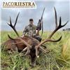 Image 4 : Five Day Trophy Red Stag and Water Buffalo Hunt in Argentina