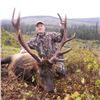Image 3 : Alaska Governor's Raspberry Island Roosevelt Bull Elk Permit (SE702-704)
