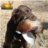 Image 3 : South Dakota Pheasant Hunt for Three