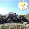Image 1 : Zimbabwe 10-Day Non-Exportable Elephant Safari