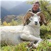 Image 3 : Alaska Governor's Tok Management Area Dall Sheep Permit (SS102)