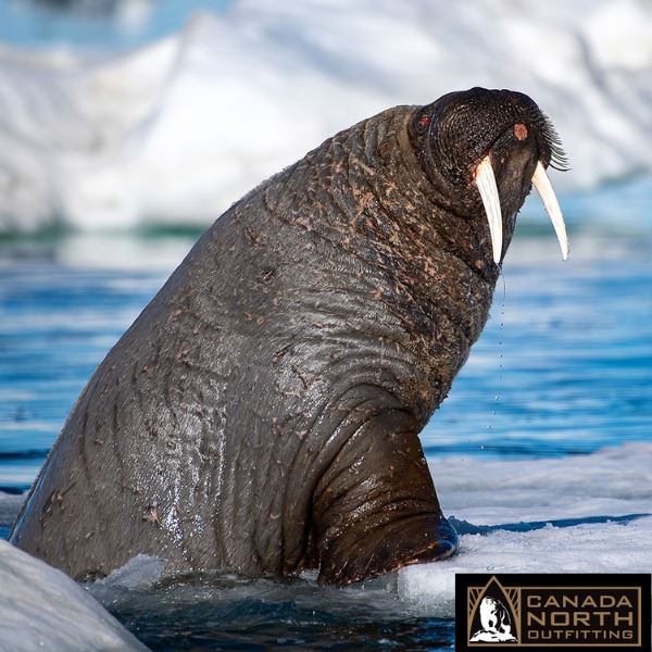 Nunavut Atlantic Walrus Hunt
