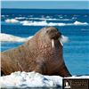 Image 2 : Nunavut Atlantic Walrus Hunt