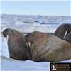 Image 4 : Nunavut Atlantic Walrus Hunt