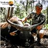 Image 2 : Australian Trophy Water Buffalo and Banteng Hunt
