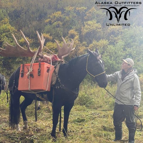 Combo Hunt for Alaskan Moose, Brown Bear, Black Bear, and Wolf in the Wrangell St. Elias Preserve